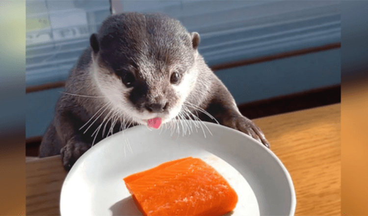 La lontra paffuta a dieta riceve un dolcetto al salmone per il cheat day ed è la cosa più carina