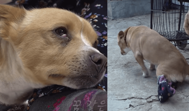 Il cane paralizzato della povera donna viene portato via e lei crolla a terra in lacrime