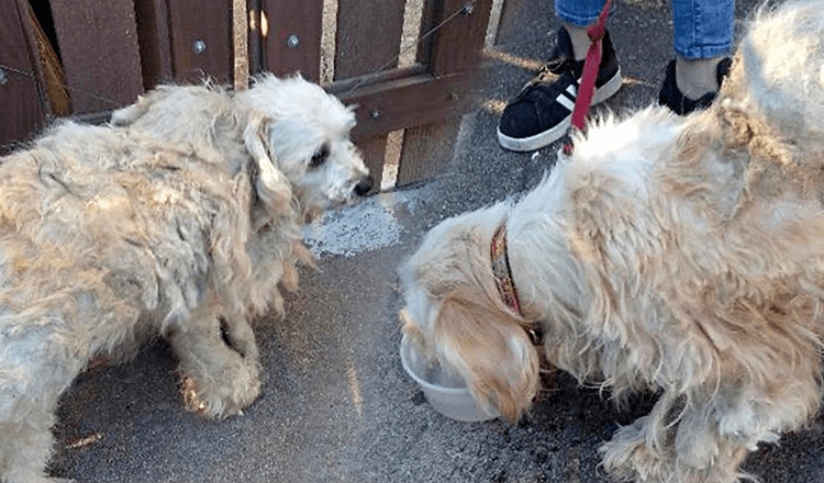 Cani arruffati si sono confidati l’un l’altro dopo essere stati cacciati in strada