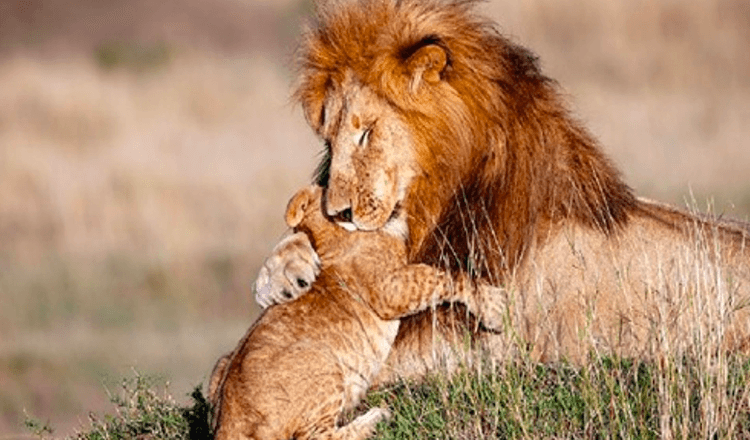 Real Life Lion King (7+ foto) – Il fotografo cattura papà leone e cucciolo in un abbraccio magico