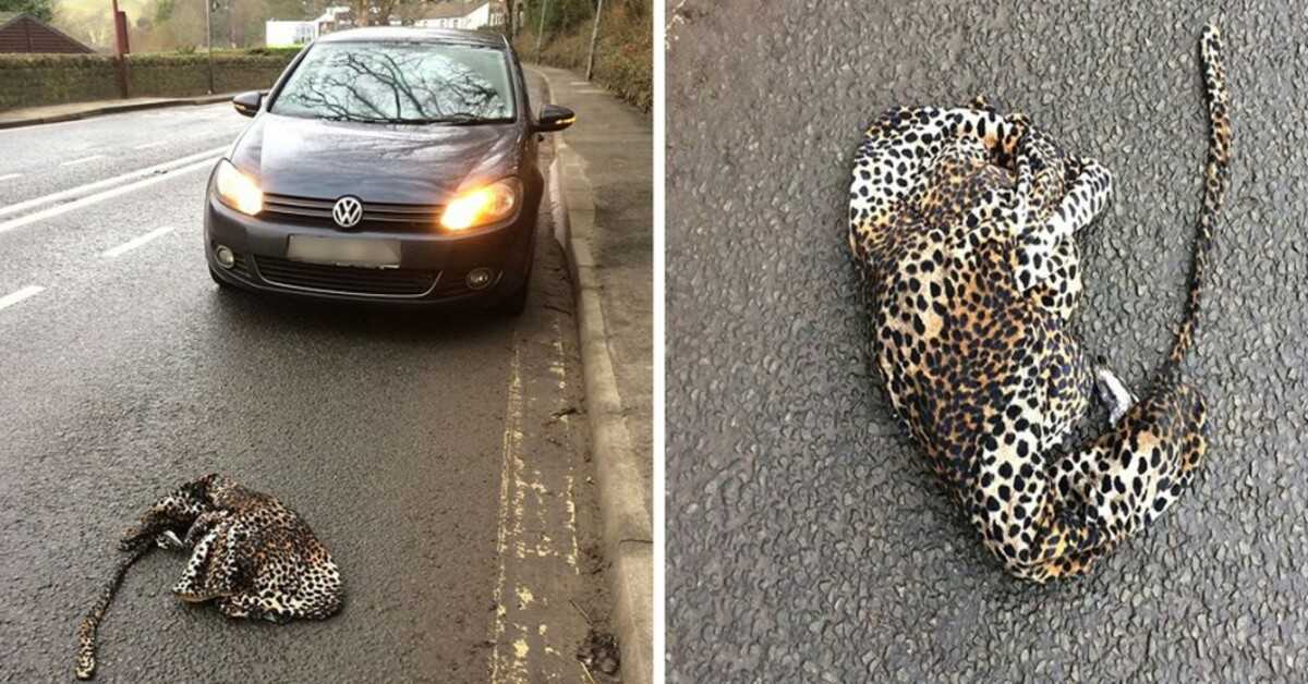 L’uomo ferma la sua auto per paura di aiutare il leopardo ferito sdraiato sulla strada