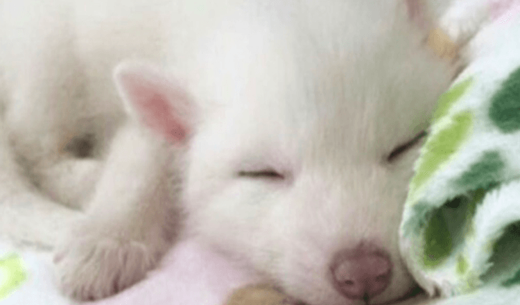 La ragazza ha comprato un simpatico cucciolo bianco. È cresciuto e si è rivelato non essere un cane, ma un animale selvatico unico