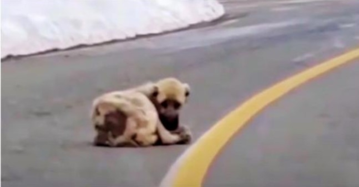 Hollow Dog sdraiato sulla strada desiderava calore e una vita migliore, ma il suo cuore era selvaggio