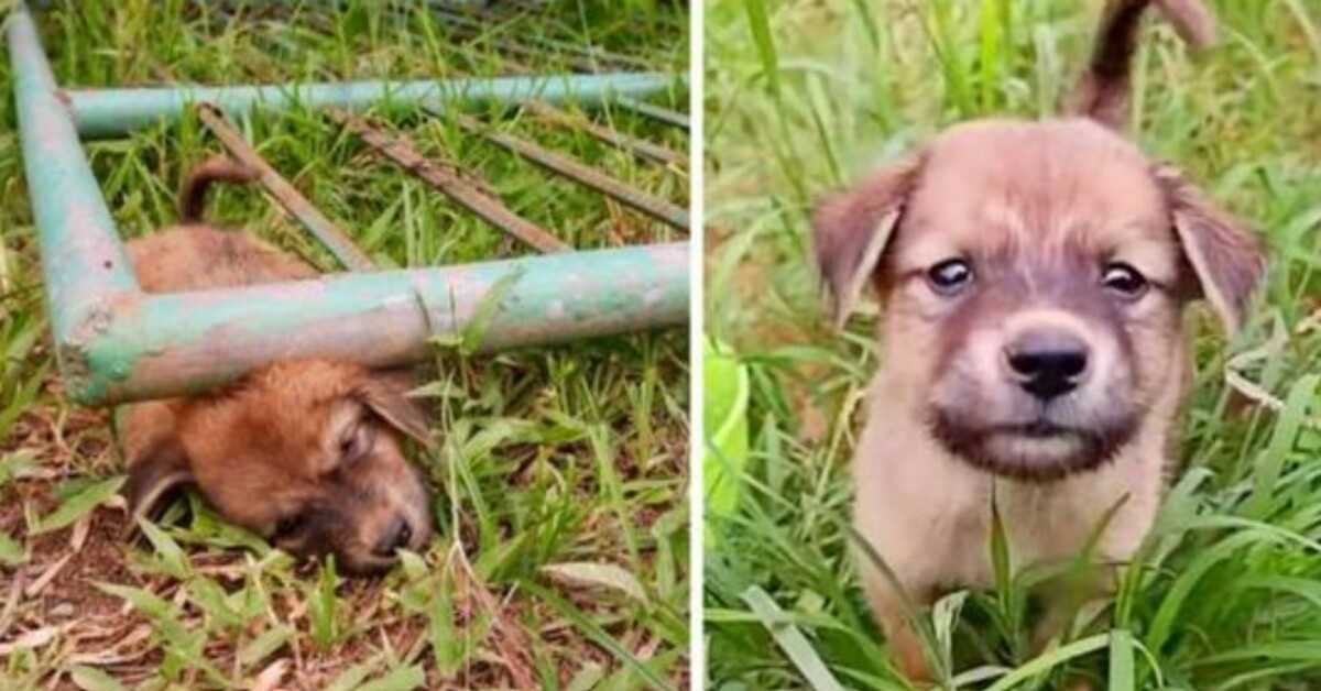 Il cucciolo randagio è rimasto bloccato sotto un cancello urlando di dolore, finché non è svenuto