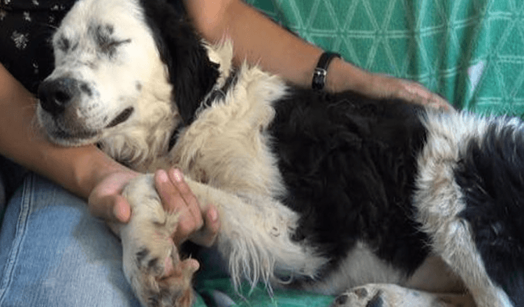 Il cane insonne si è sdraiato accanto alla donna e ha chiuso gli occhi per la prima volta dal salvataggio