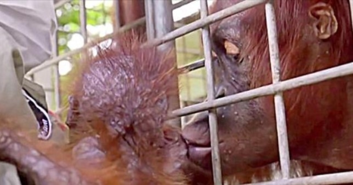 I lavoratori scoppiano in lacrime quando Mama Orangutan si riunisce con il suo bambino rapito