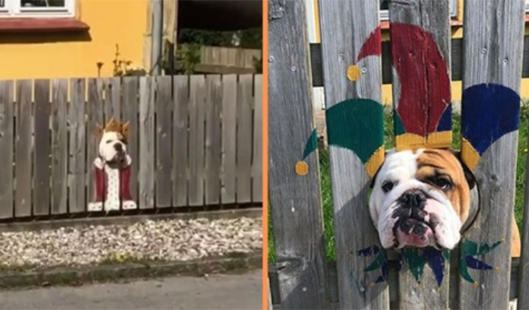 Una donna dipinge la recinzione di un bulldog ficcanaso: i passanti lo trovano esilarante