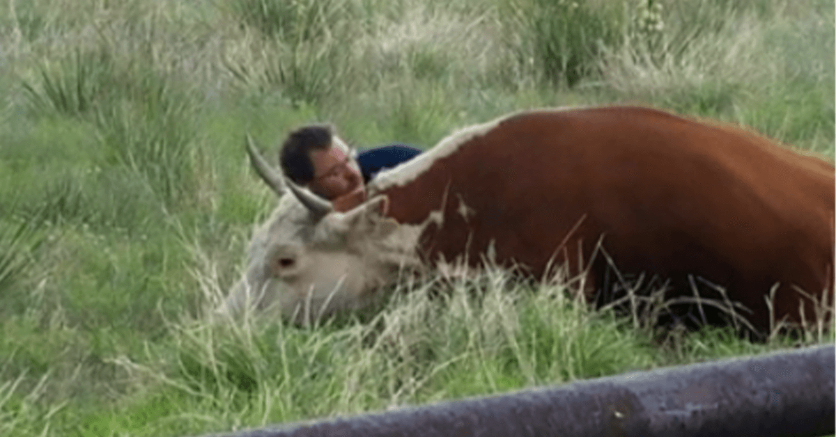 Uomo ripreso dalla telecamera mentre consola una mucca in difficoltà dopo aver perso il vitello