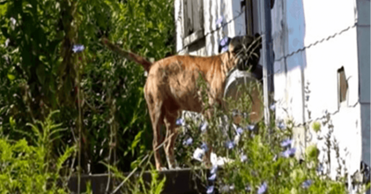 Cane abbandonato porta una ciotola vuota di porta in porta sperando che qualcuno gli dia da mangiare