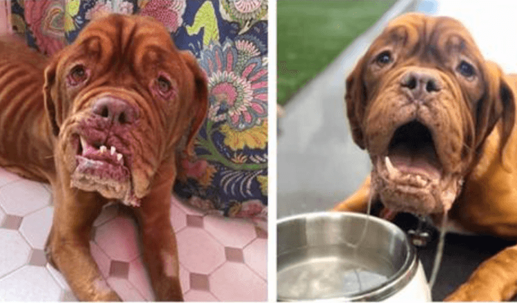 Un mastino francese con un cancro terminale trova finalmente una casa amorevole dove trascorrere il resto dei suoi giorni