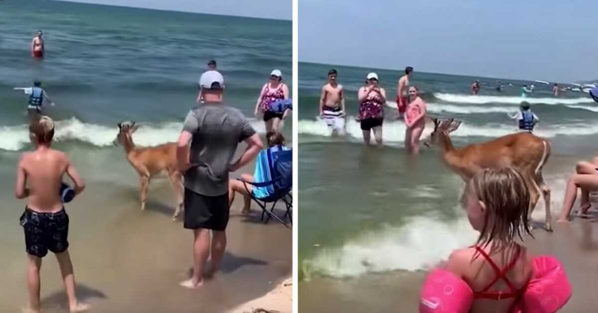 Cervo appare dai boschi per godersi una giornata in spiaggia