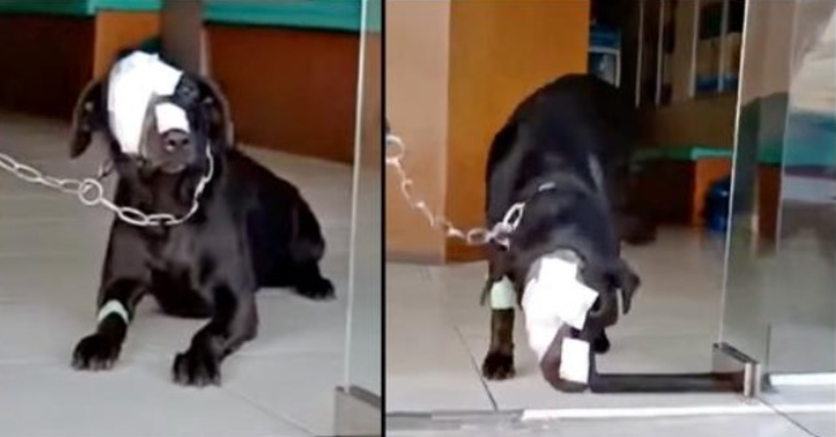 Il cane trattato crudelmente si sforza coraggiosamente di fare un passo indietro nel mondo spaventoso