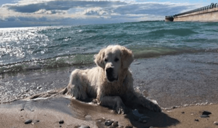 Il papà cane dal cuore spezzato condivide il video dell’ultima passeggiata del cucciolo