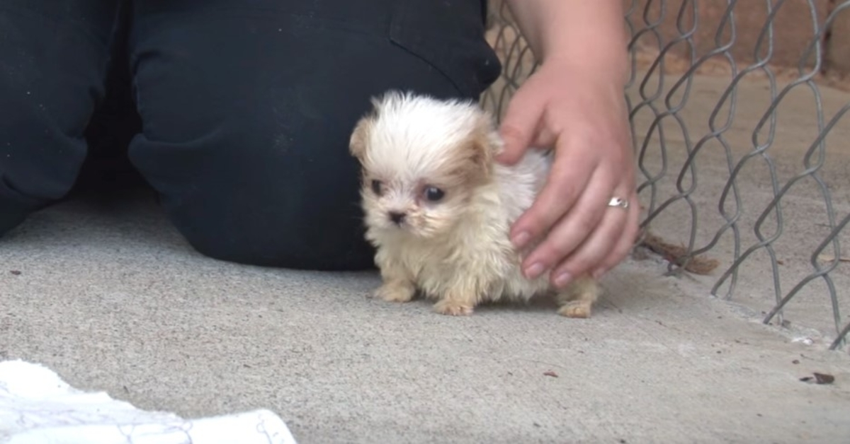 Il cane salvato da Puppy Mill viene presentato a un amico per segnalare un “nuovo inizio”