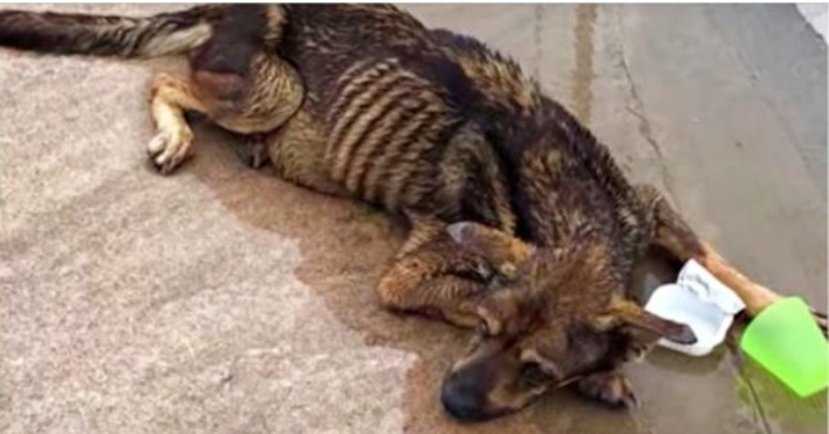 Cane cieco indesiderato lasciato nel parcheggio durante la tempesta ha cercato di alzare la testa mentre le macchine passano