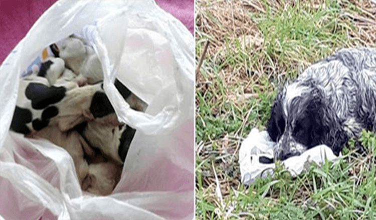 Cane trovato lungo la strada con in mano un sacchetto di plastica con i suoi cuccioli