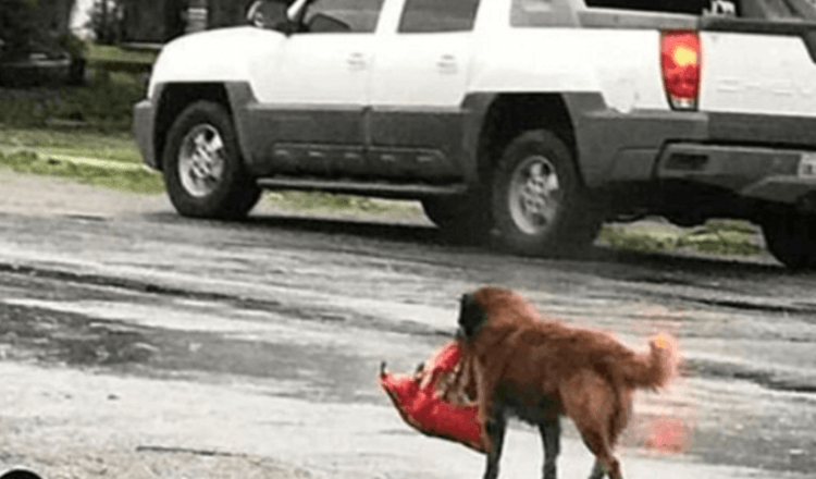 “Il cane randagio portava un fagotto tra i denti”: quel giorno salvò un po’ di vita umana