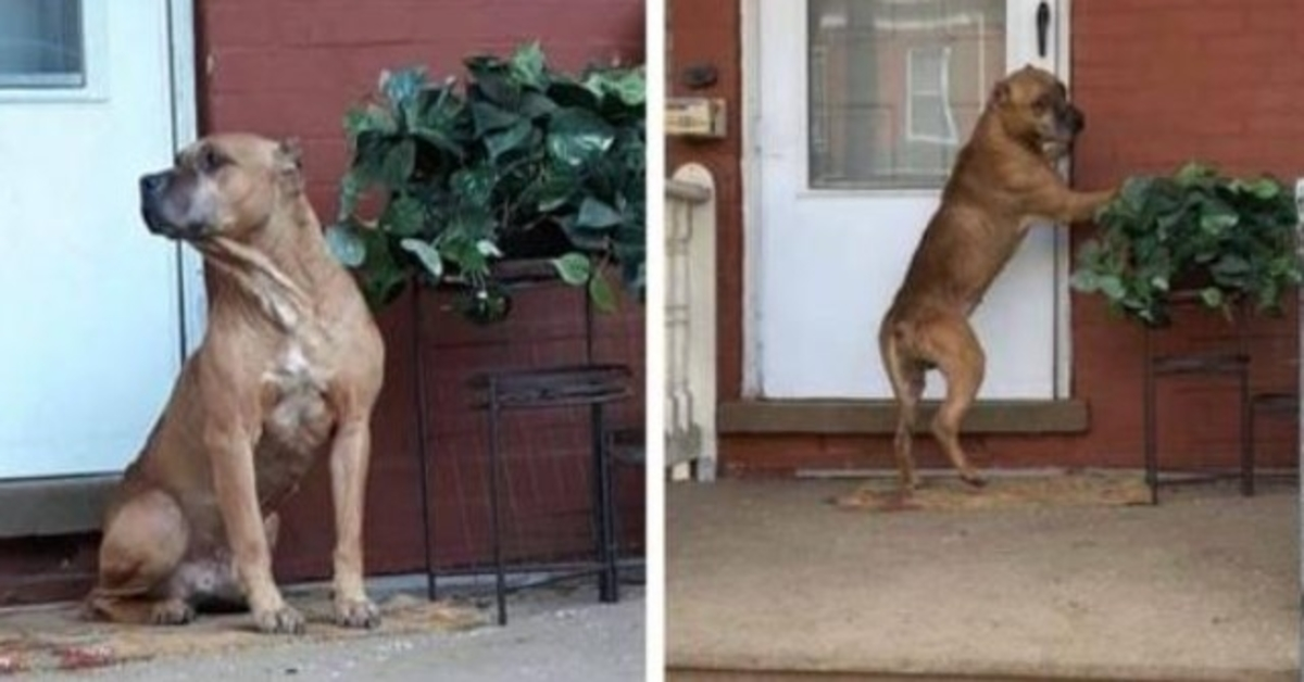 Il cane ha aspettato sulla veranda per settimane dopo che la sua famiglia si è trasferita