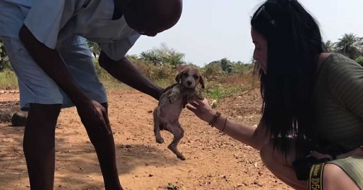 Il cucciolo morente viene riportato in vita con l’aiuto di alcuni amorevoli scimpanzé