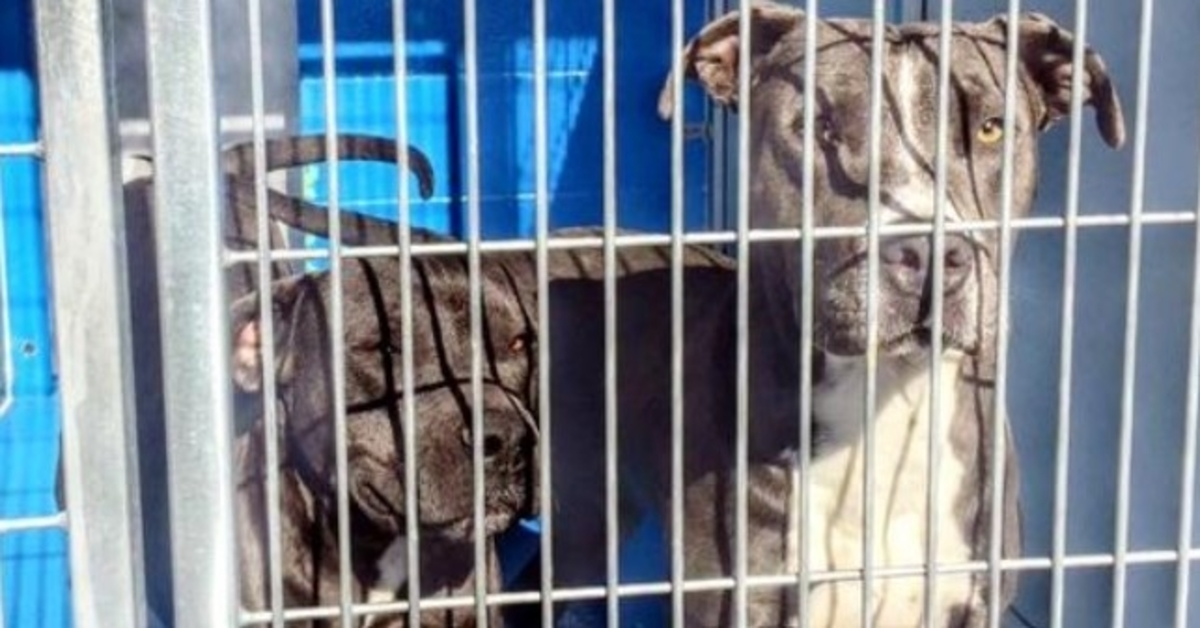 Il proprietario permette che i loro pitbull vengano abbattuti, ma il vicino di 88 anni dice “No”