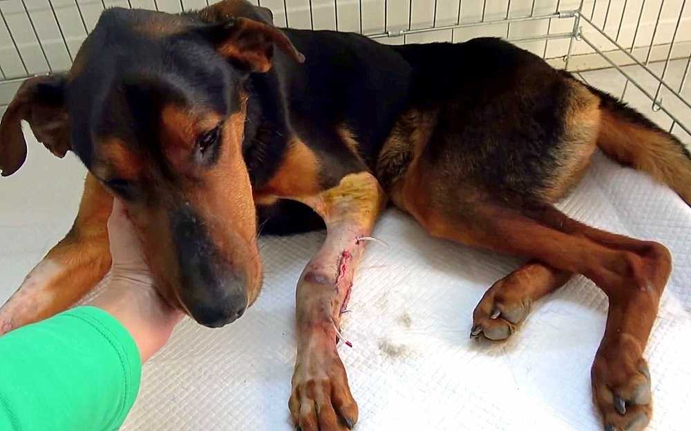 Cane con una gamba rotta sente che la donna è qui per aiutarlo, quindi le salta tra le braccia