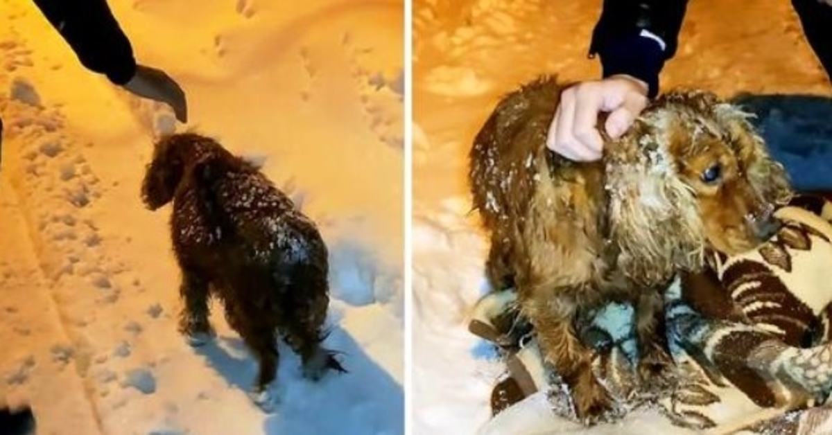 Cane lasciato morire fuori nella neve cammina lungo la strada con le sue ultime forze