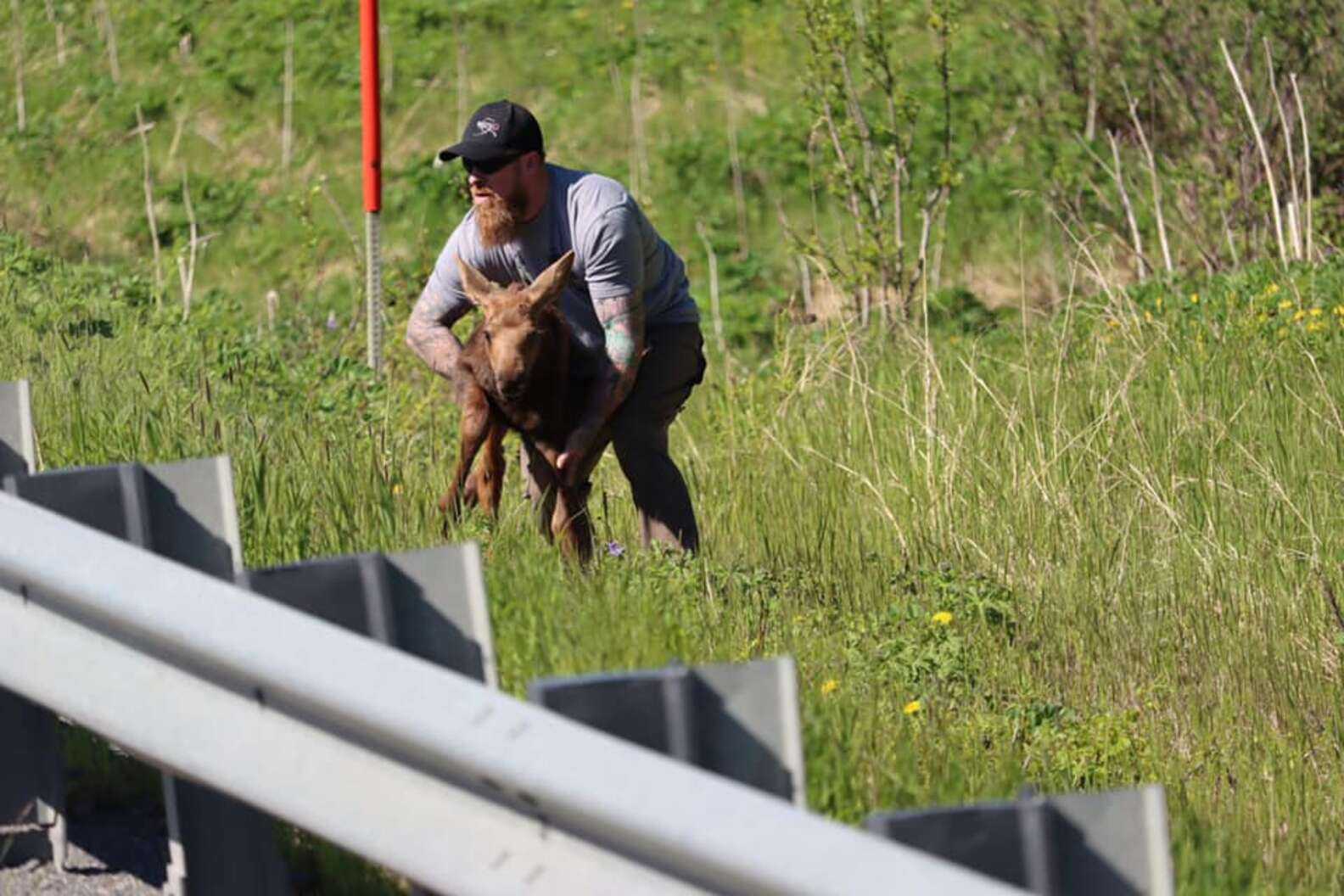 Un uomo aiuta un cucciolo di alce esausto ad attraversare la strada e ricongiungersi con la mamma