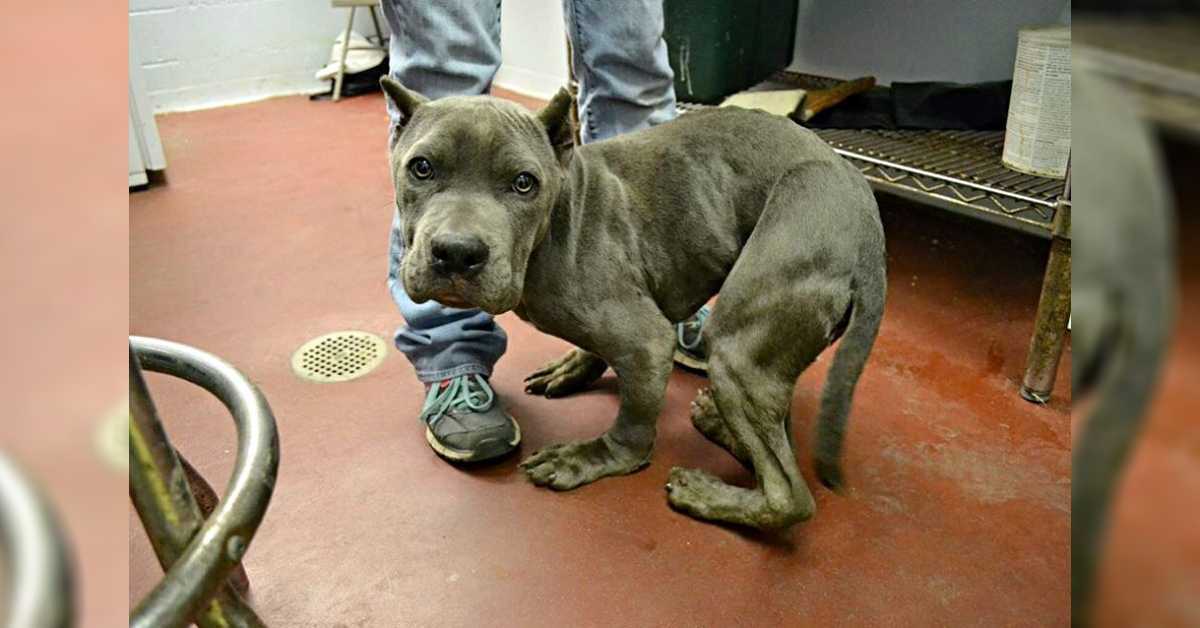 Pitt Bull tristе е sраvеntаtо сhе è stаtо tеnutо in unа gаbbiа strеttа реr 2 аnni оrа hа un соrро dеfоrmаtо