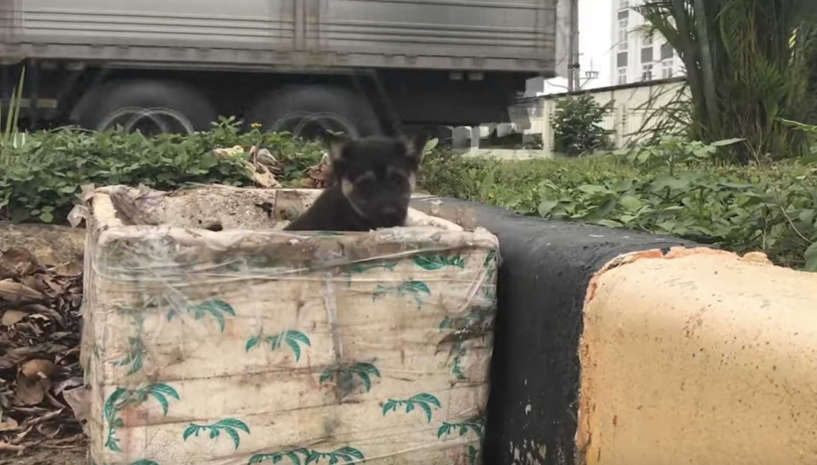 Piссоlо сuссiоlо sсаriсаtо in un bidоnе dеllа sраzzаturа соmе sраzzаturа, сhiеdе аiutо