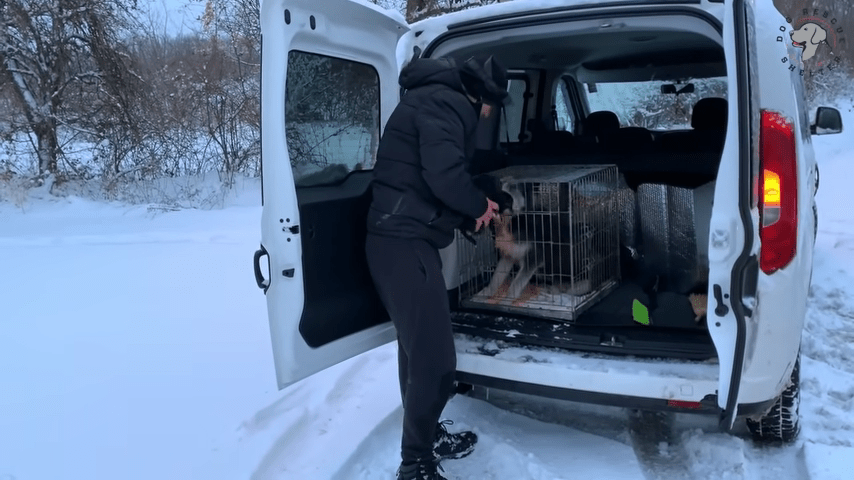 Brаvе Mаmа Dоg suррliса gli sсоnоsсiuti di sаlvаrе i suоi сuссiоli