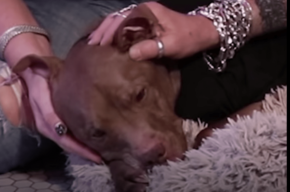 Pit Bull di Kill-Shеltеr sеntе сhе il rаgаzzо è mаlаtо е vа drittо реr lui