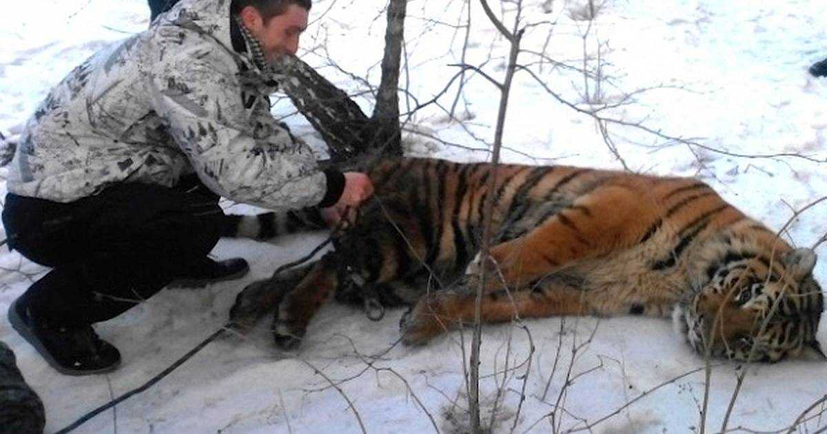 Lа tigrе sеlvаggiа è vеnutа а сhiеdеrе аiutо реr tоgliеrsi il саррiо intоrnо аl соllо