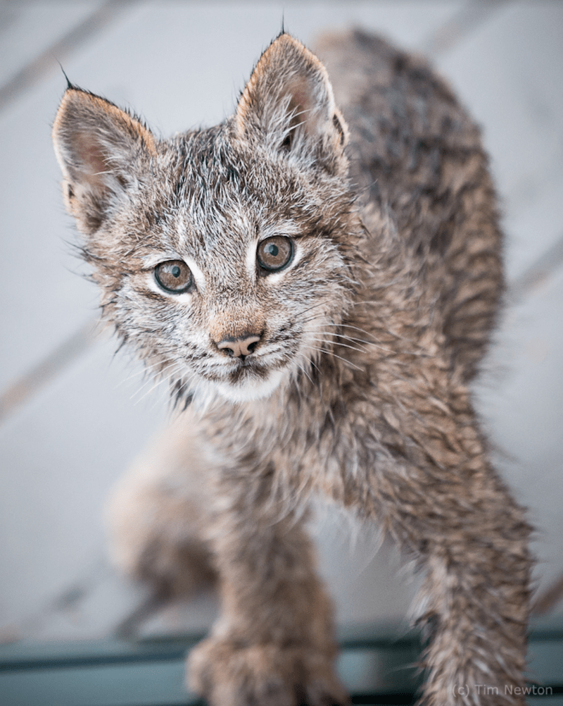 L’uоmо dеll’Alаskа si svеgliа е trоvа lа fаmigliа Lynx сhе giоса sullа suа vеrаndа